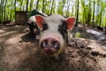 Pig animal on farm, mammal domestic nose,  livestock close-up Royalty Free Stock Photo