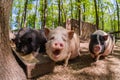 Pig animal on farm, mammal domestic nose, swine closeup