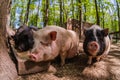 Pig animal on farm, mammal domestic nose, swine snout