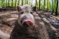 Pig animal on farm, mammal domestic nose,  wide Royalty Free Stock Photo