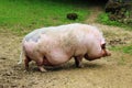 Giant pig in the Animal Park in Luxembourg