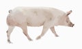 Pig animal vecor illustration