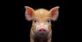 Pig baby cute piglet headshot portrait Royalty Free Stock Photo