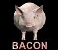 Pig And Bacon