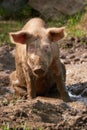 Pig bathing in the mud Royalty Free Stock Photo