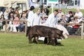 Pig being judged