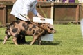 Pig being judged