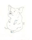 Pig with a Belly Button