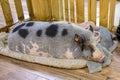 Pig In A Blanket Royalty Free Stock Photo