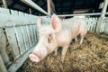 Pig in a breeding farm pigsty Royalty Free Stock Photo