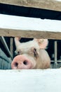 Pig in a breeding farm pigsty Royalty Free Stock Photo