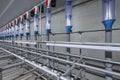 Pig breeding in modern pig stables in the Netherlands. Construction site interior modern pig stable Royalty Free Stock Photo