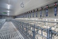 Pig breeding in modern pig stables in the Netherlands. Construction site interior modern pig stable Royalty Free Stock Photo