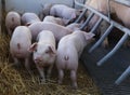 Pig and brood on a stand cage