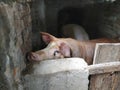 A pig with a brown skin in a pigsty. Agriculture. Pork production. Pig`s face and nose. The animal looks at the photographer Royalty Free Stock Photo
