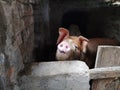 A pig with a brown skin in a pigsty. Agriculture. Pork production. Pig`s face and nose. The animal looks at the photographer