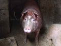 A pig with a brown skin in a pigsty. Agriculture. Pork production. A pig`s face emerges from the darkness. The animal looks at th Royalty Free Stock Photo