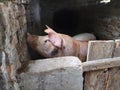 A pig with a brown skin in a pigsty. Agriculture. Pork production. Pig`s face and nose. The animal looks at the photographer