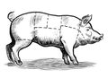 Pig butcher chart