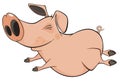 Pig. Cartoon