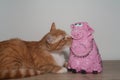 Pig and cat, cat toy, red cat playing with pink pig Royalty Free Stock Photo