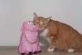 Pig and cat, cat toy, red cat playing with pink pig Royalty Free Stock Photo