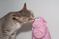 Pig and cat, cat toy, red cat playing with pink pig Royalty Free Stock Photo