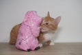 Pig and cat, cat toy, red cat playing with pink pig Royalty Free Stock Photo