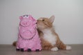 Pig and cat, cat toy, red cat playing with pink pig Royalty Free Stock Photo