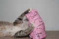 Pig and cat, cat toy, red cat playing with pink pig Royalty Free Stock Photo