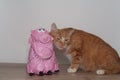 Pig and cat, cat toy, red cat playing with pink pig Royalty Free Stock Photo