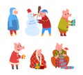 Pig Christmas Character Wearing Sweater and Scarf Knitting in Armchair, Giving Gift and Building Snowman Vector Set