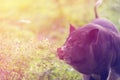 Pig closeup on a background of nature. Concept, animal health, friendship, love of nature and animals. Young pig, black. Royalty Free Stock Photo