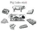 Pig collection hand draw vintage engraving style clip art isolated on white background Royalty Free Stock Photo