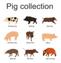 Pig collection vector illustration isolated on white background. Boar, warthog, red river hog, pumba, domestic swine, babirusa.