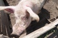 A pig in a corral, a dirty domestic pig in front of a feeding trough. A pet is looking from behind a hedge Royalty Free Stock Photo