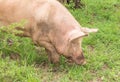 Pig digging in grassy soil - Pig rooting for food Royalty Free Stock Photo