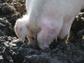 Pig digs the ground and has a muddy snout Royalty Free Stock Photo