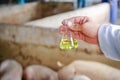 Pig disease researchers carry a bottle of chemical experiments to help farmers develop vaccines.