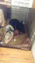 Pig and Dog Unlikely Friendship