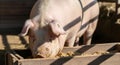 Pig Eating Feed in Farm Pen Royalty Free Stock Photo