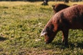 A pig is eating grass in a field body profile view Royalty Free Stock Photo