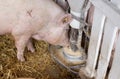 Pig eating from hog feeder Royalty Free Stock Photo