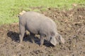 Iberian pig and mud