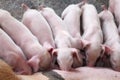 Pig eating a small white milk. Royalty Free Stock Photo