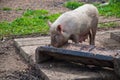 Pig eating from trough Royalty Free Stock Photo