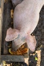 Pig eating from a trough.. Royalty Free Stock Photo