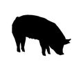 Pig eats a silhouette. Bend down to eat. Solid realistic