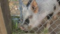 pig in enclosure on farm mammal behind fence dirty pork agriculture Royalty Free Stock Photo