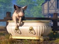 Pig in a Bath Tub